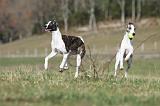 WHIPPET 336